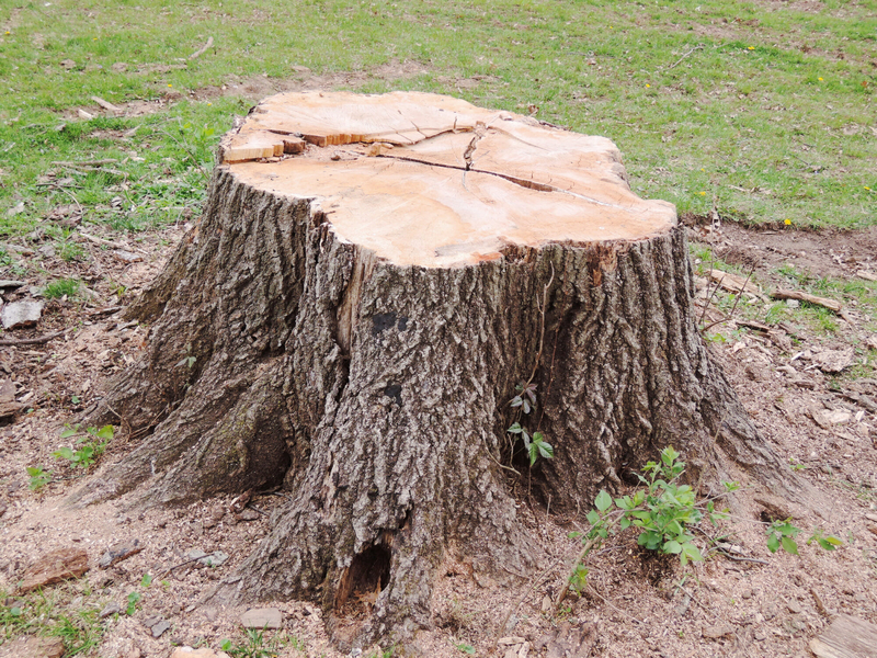 What is the meaning of "tree stump "? Question about English (US