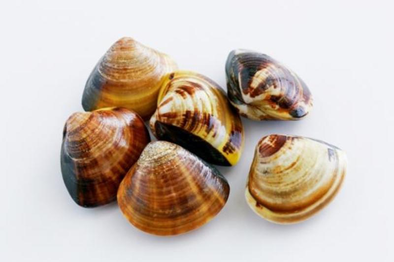 How Do You Say あさり和はまぐり In Traditional Chinese Taiwan Hinative