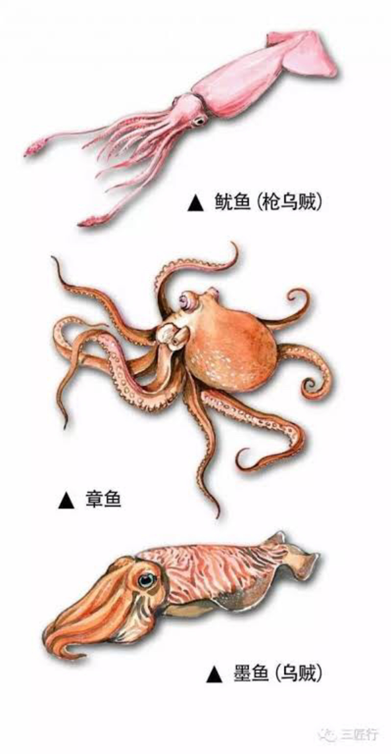 Cuttlefish と Squid はどう違いますか Hinative