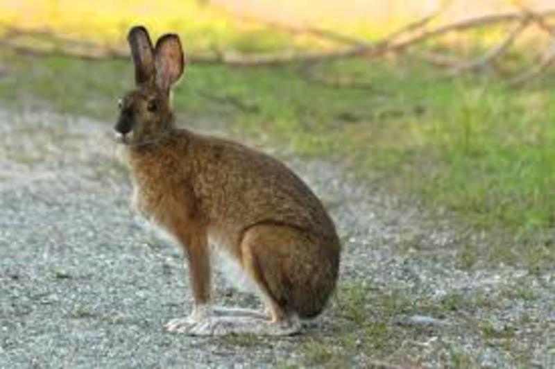 Rabbit と Hare と Bunny はどう違いますか Hinative