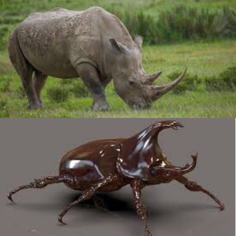 rhinoceros beetle  和 rhino or beetle 和有什么不一样?