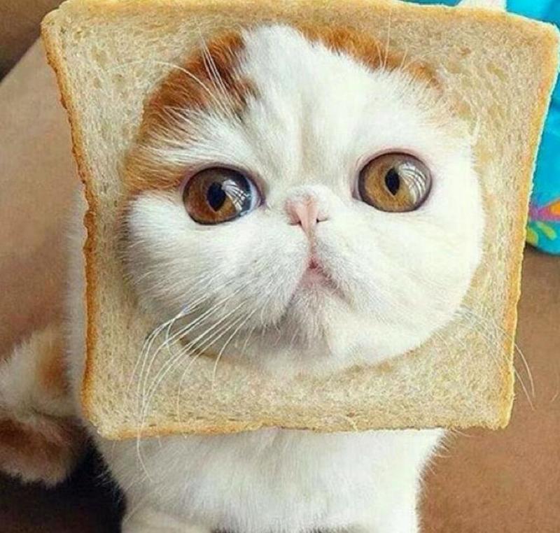 Image result for what is it with cats and toast