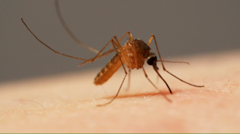 What Is The Difference Between Gnat And Mosquito Gnat Vs   Large 