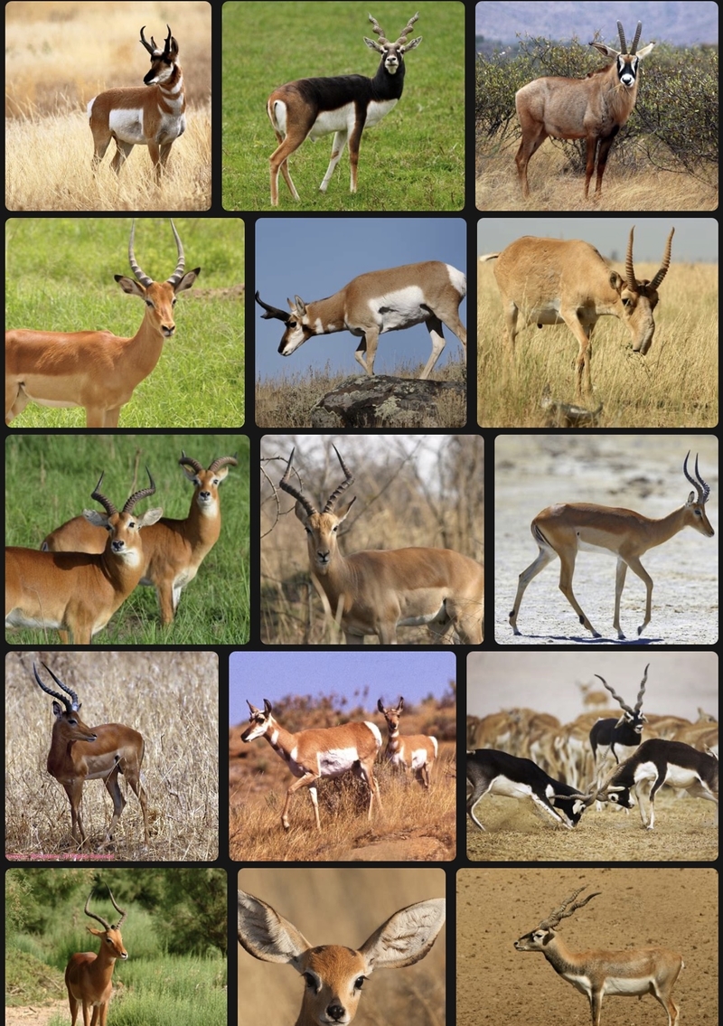 what-is-the-meaning-of-antilope-question-about-english-uk-hinative
