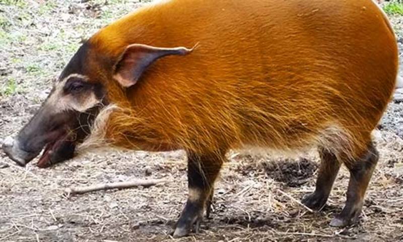 Hog と Pig と Boar はどう違いますか Hinative