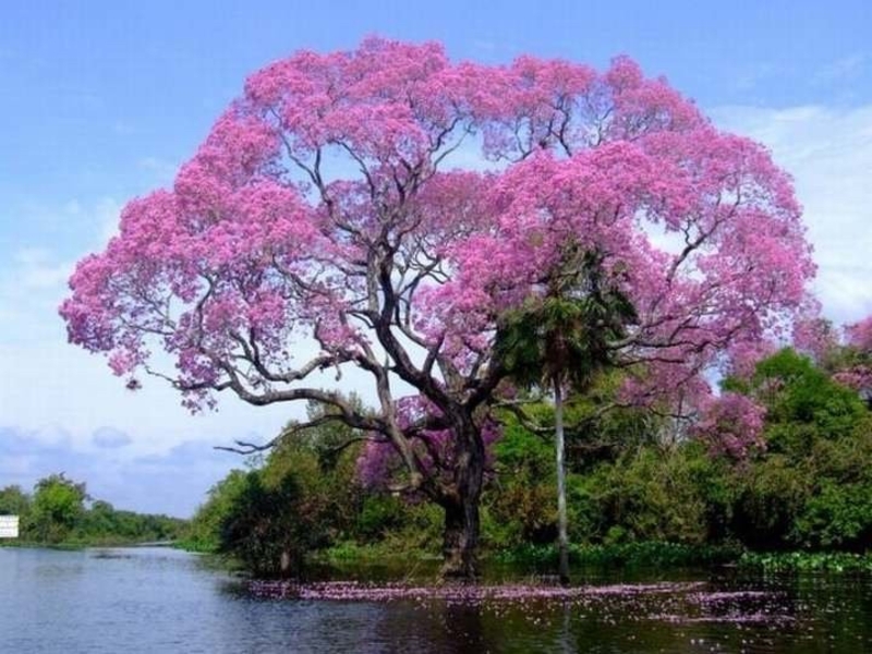 What is the name of El Salvador’s national tree ? | HiNative