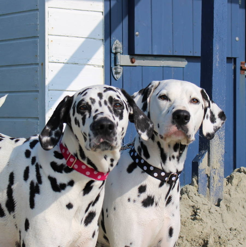 What is the meaning of "spotty"? - Question about English (UK) | HiNative