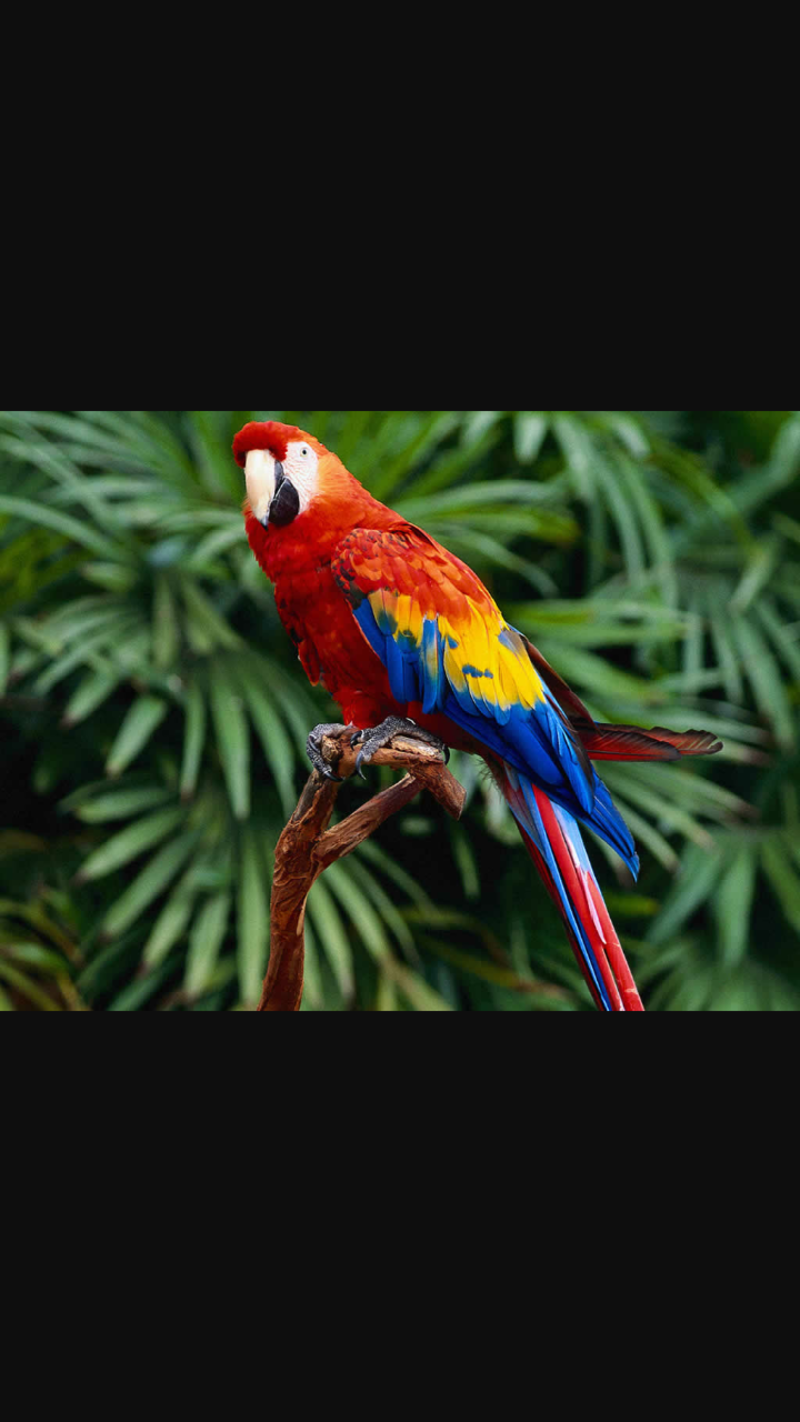 parrotsnake图片