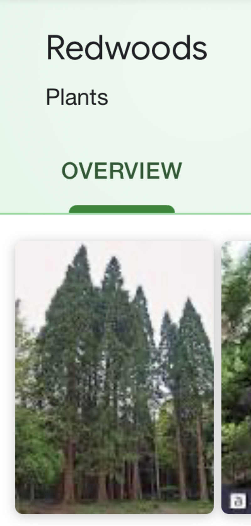 Redwood とはどういう意味ですか 英語 アメリカ に関する質問 Hinative