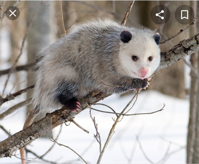 it is native to north america and is a marsupialpronounced 