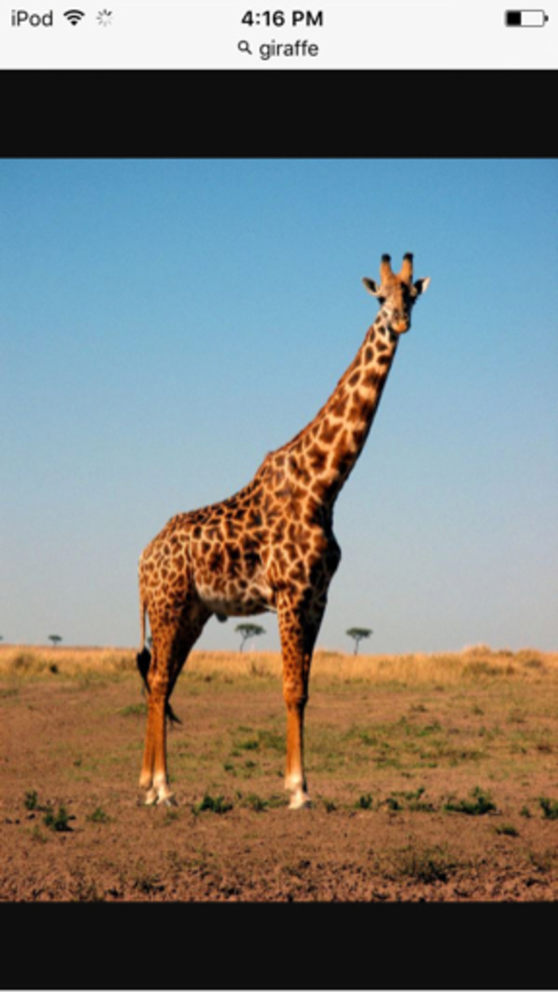 a giraffe is   animal that is very tall it has   long neck