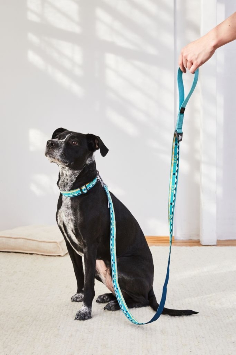 "leash"是什么意思? -关于英语 (美国)(英文) | hinative