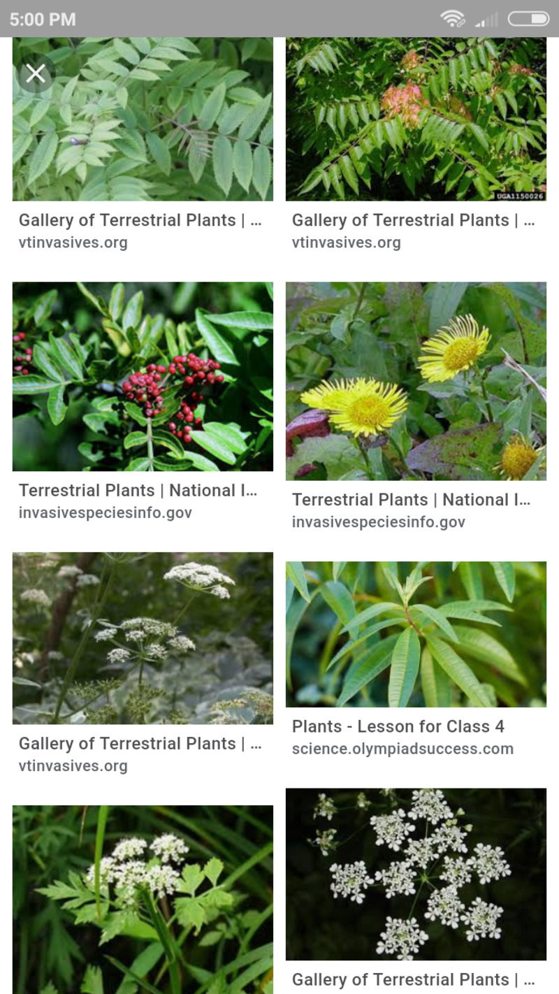 examples of terrestrial plants names