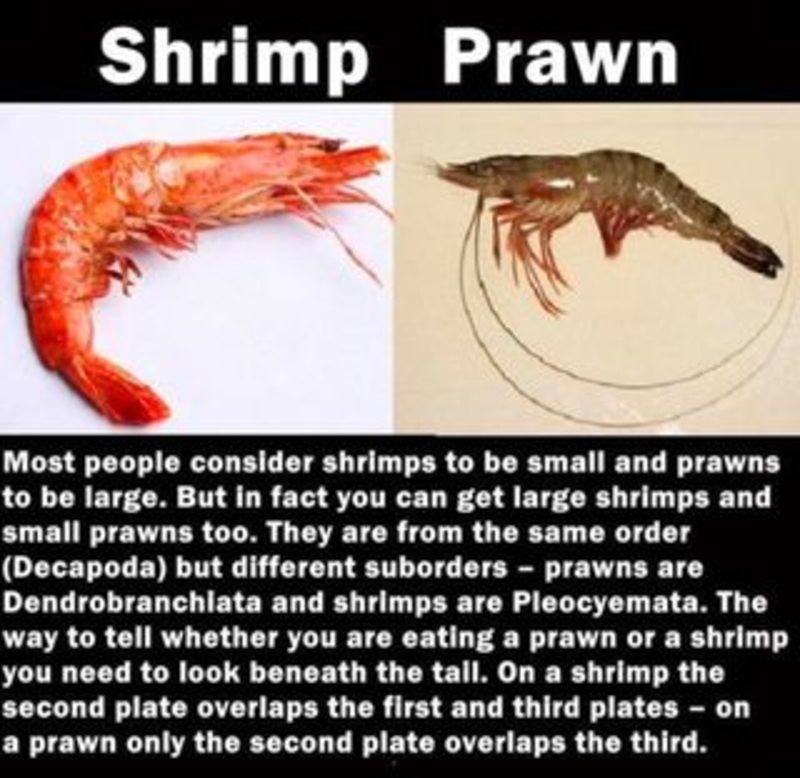 Prawn Shrimp Difference