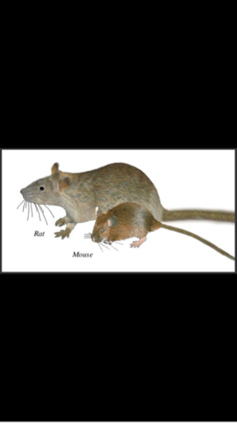 "mouse" 和 "rat" 和有什么不一样? | hinative