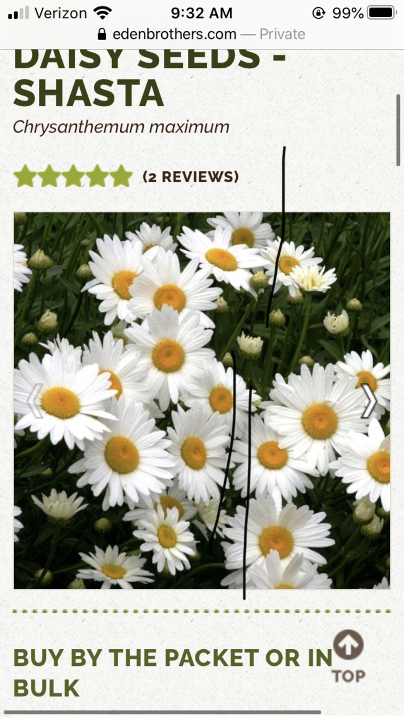 What does “daisies” mean in this sentence. ‘You mean she has passed