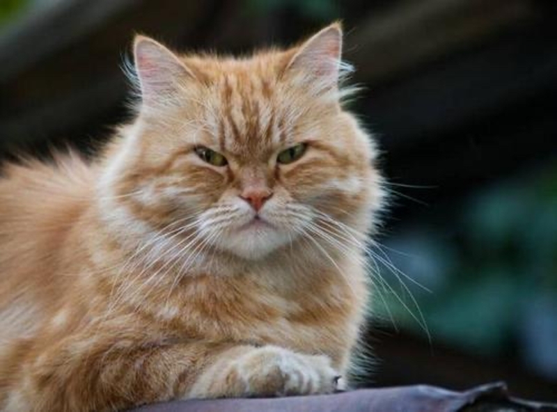 眼睛的状态,不是完全张开,也不是完全闭上.你是不是在看中国的小说?