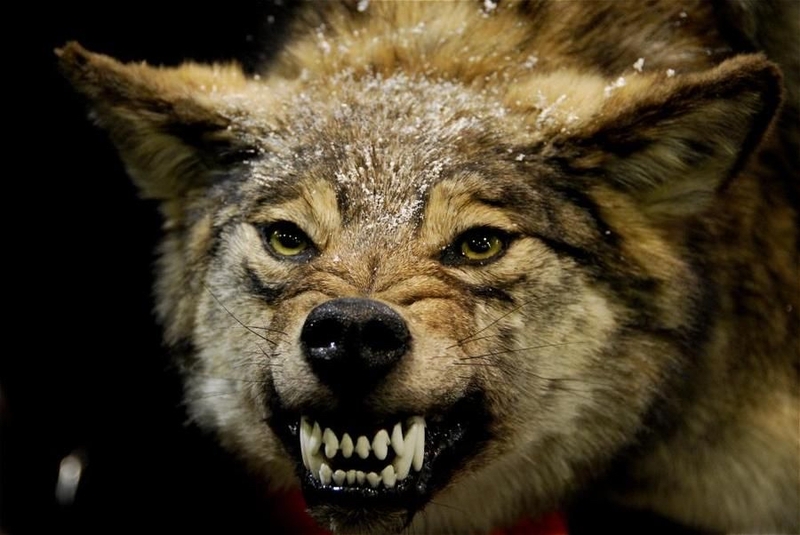 O que significa "bared his teeth "? Pergunta sobre a Inglês (EUA) HiNative
