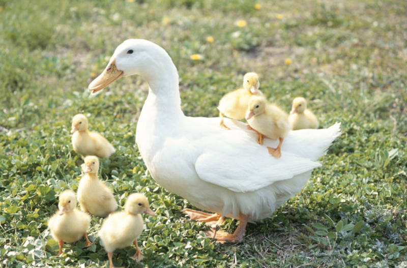 whatisthedifferencebetweenかもandあひるforduck