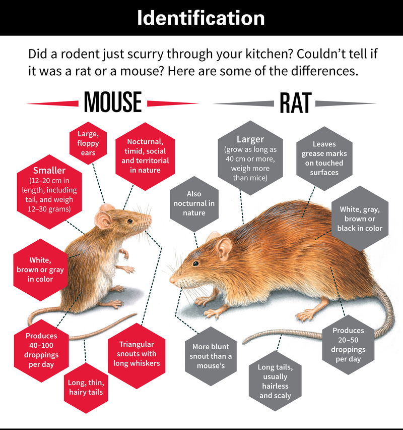 a rat 和a mouse 有什么区别?如果难以说明的话,请教我一下例句