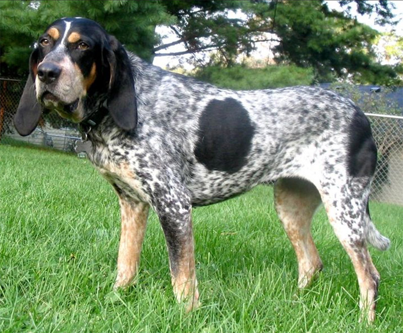 withabluetickhound是什么意思