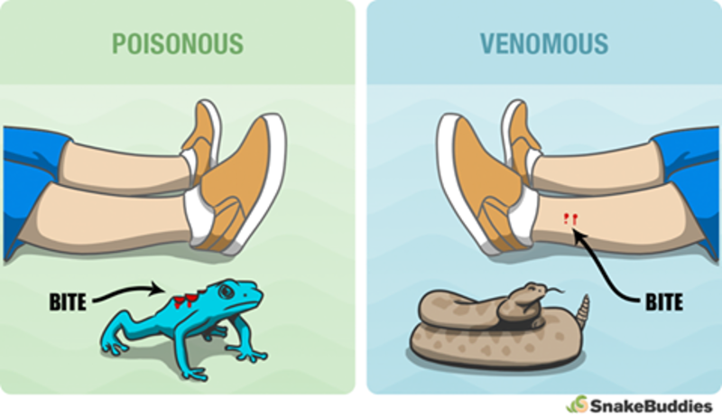 Venomous とはどういう意味ですか 英語 アメリカ に関する質問 Hinative