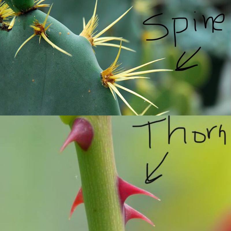 difference between eth and thorn