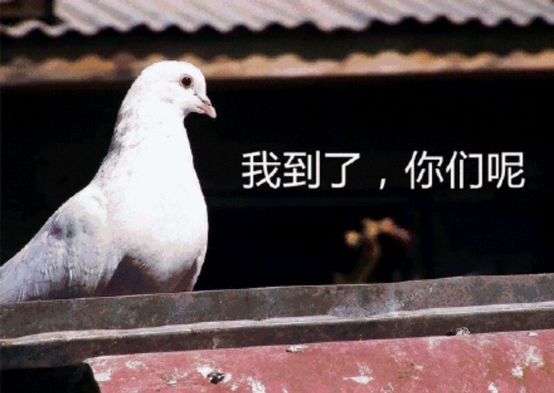 鸽了好久实在不好意思是什么意思