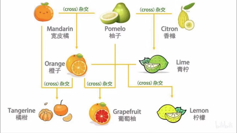 "tangerine 92 mandarin oranges 92 clementines 92" 这个在