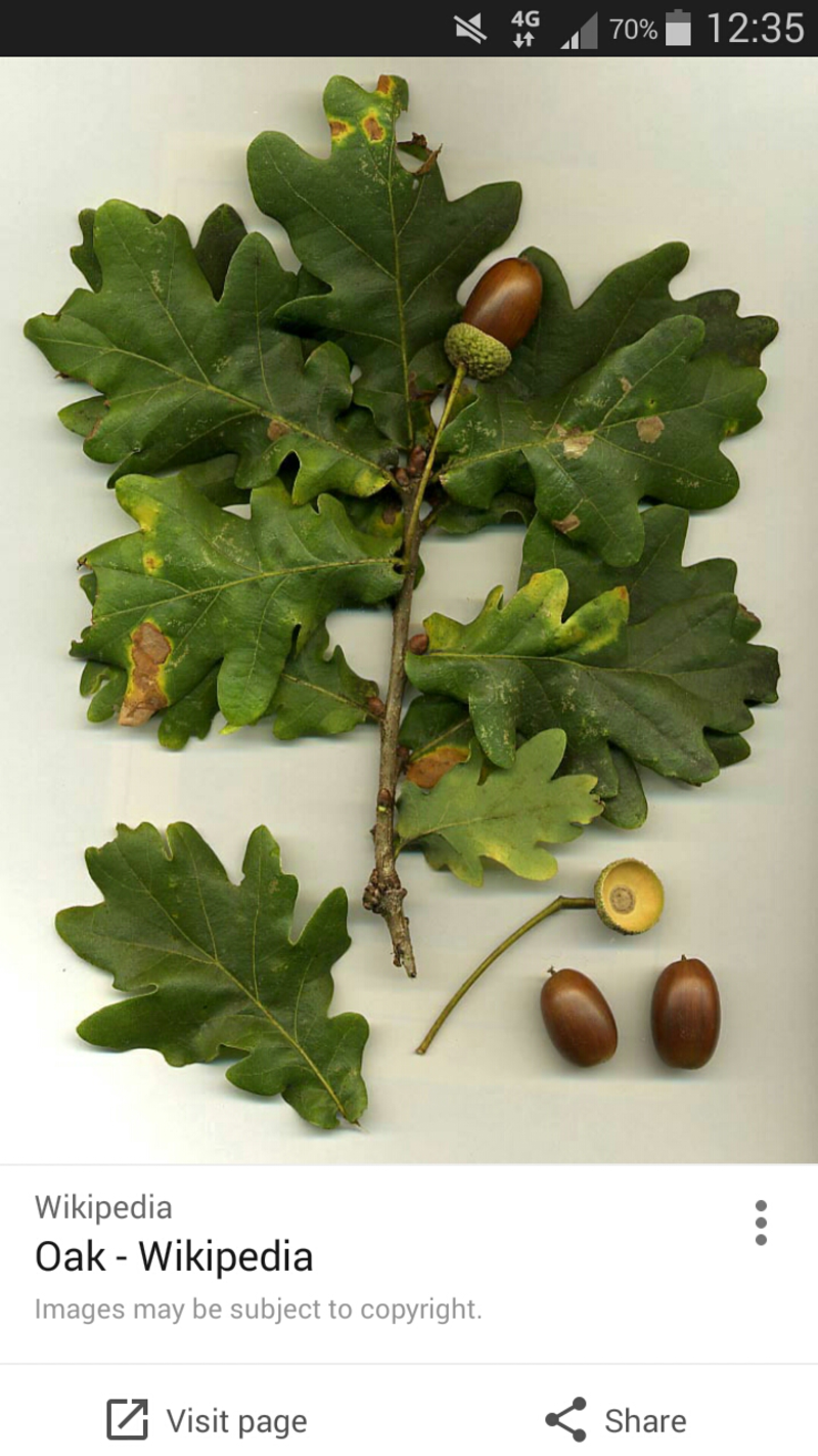 What Is The Meaning Of Oak Tree Question About English Uk Hinative