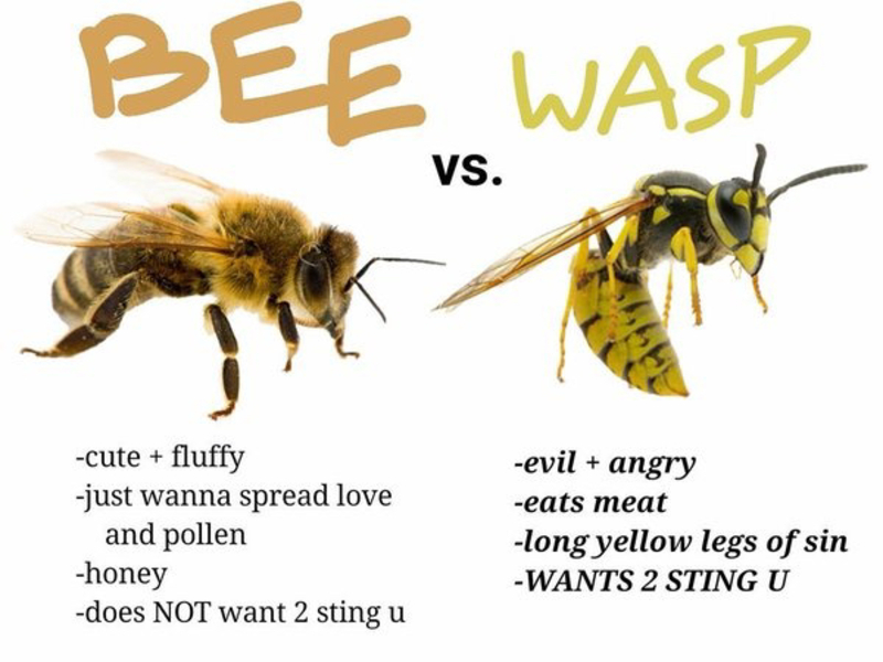 Wasp と Bee はどう違いますか Hinative