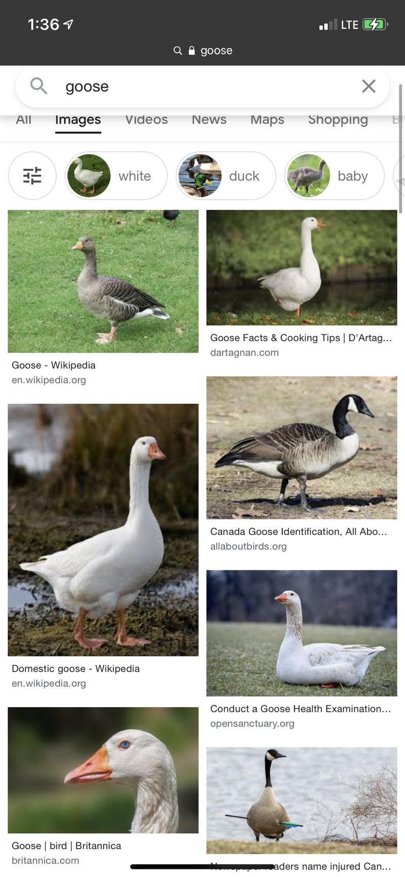 🆚What is the difference between goose, cygnus  and swan ? goose,  cygnus  vs swan ?