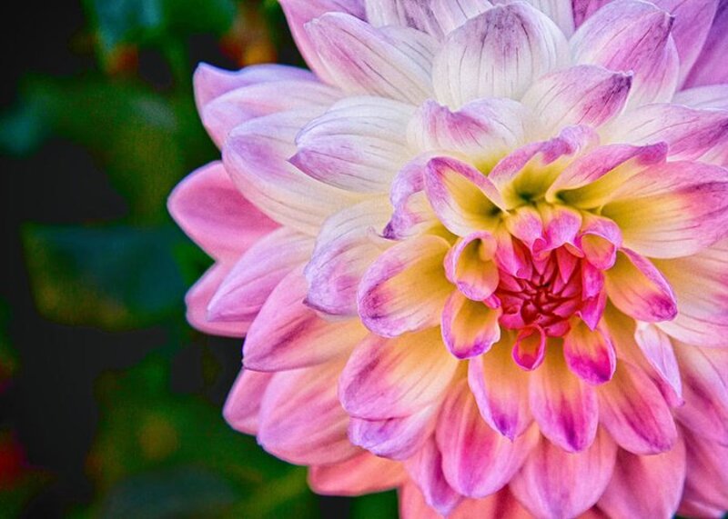 What is the meaning of "what does full bloom mean?"? Question about English (US) HiNative