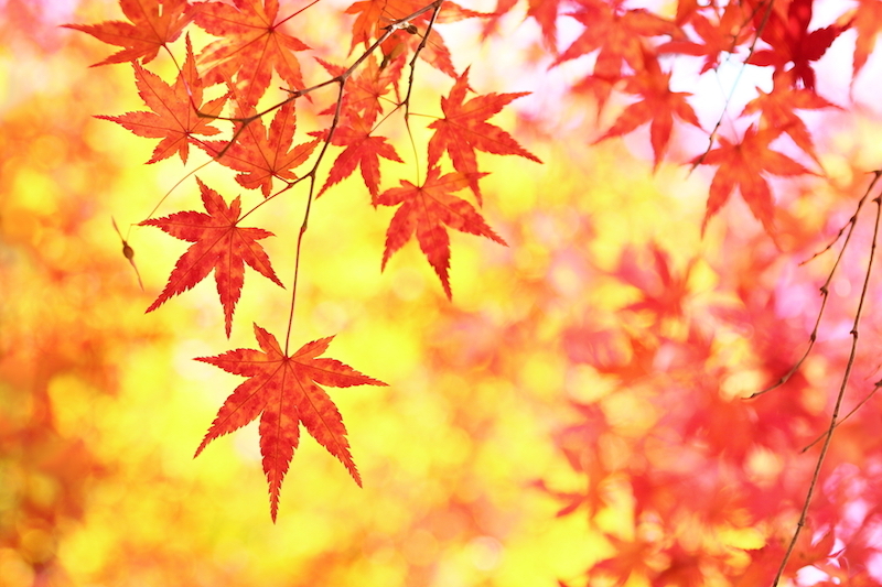 What Is The Difference Between 紅葉こうよう 故郷こきょう And 紅葉もみじ 故郷ふるさと それぞれどちらの発音がよく使われますか それとも同じくらい使われていますか 紅葉こうよう 故郷こきょう Vs 紅葉もみじ 故郷ふるさと それぞれどちらの発音がよく使