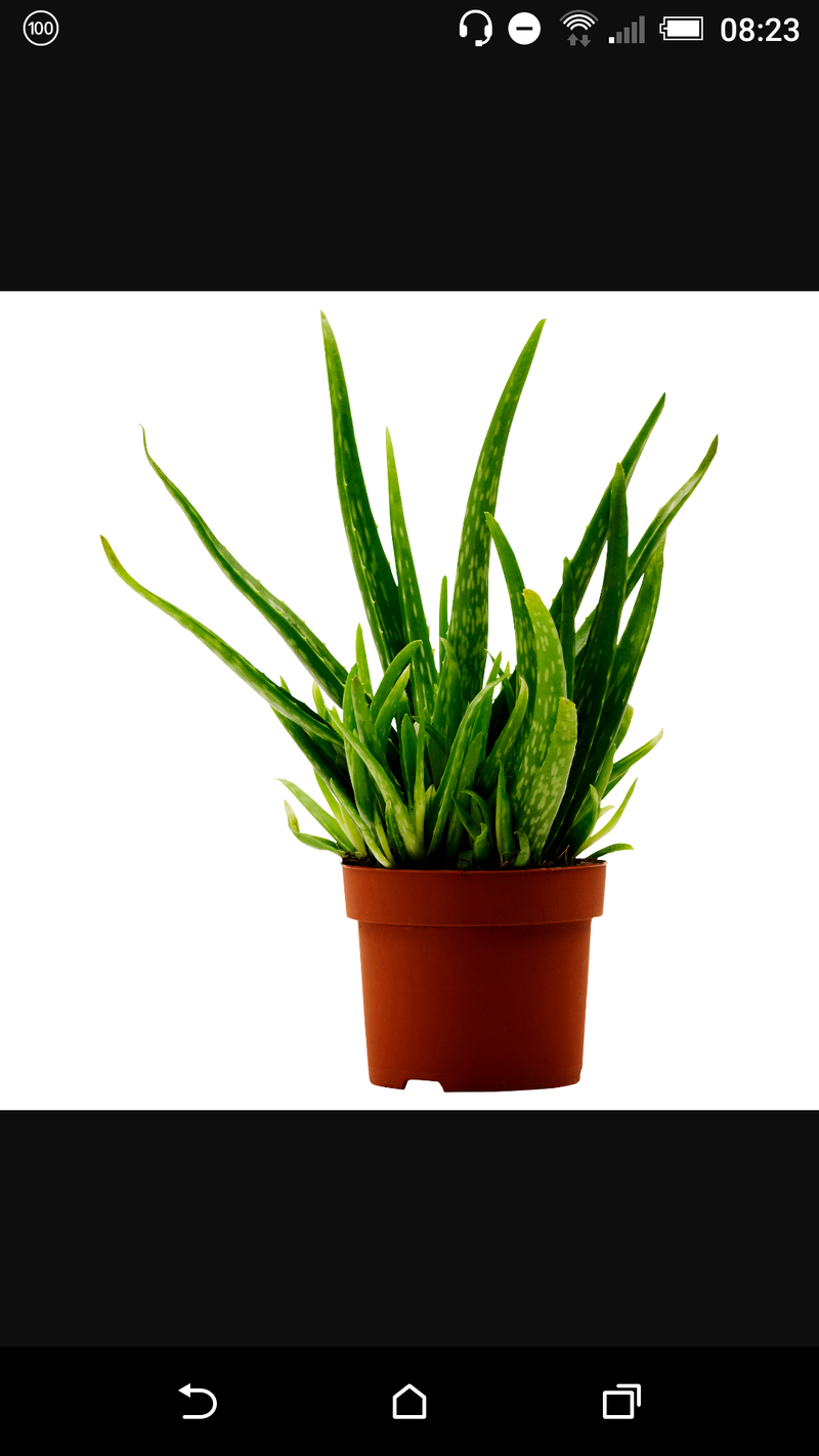 🆚What is the difference between "plants" and "flowers" ? "plants" vs "flowers" ? HiNative