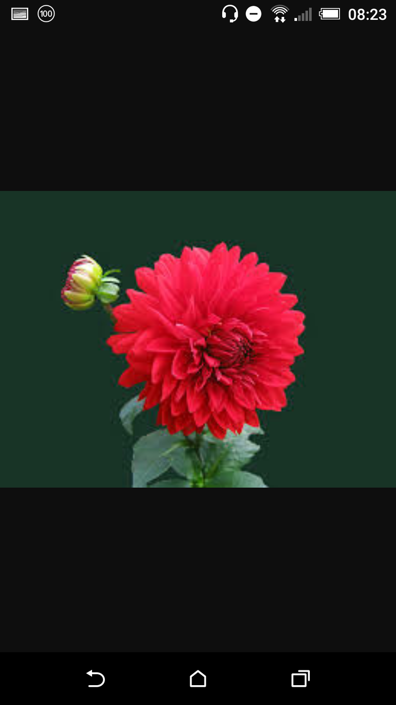 🆚What is the difference between "plants" and "flowers" ? "plants" vs