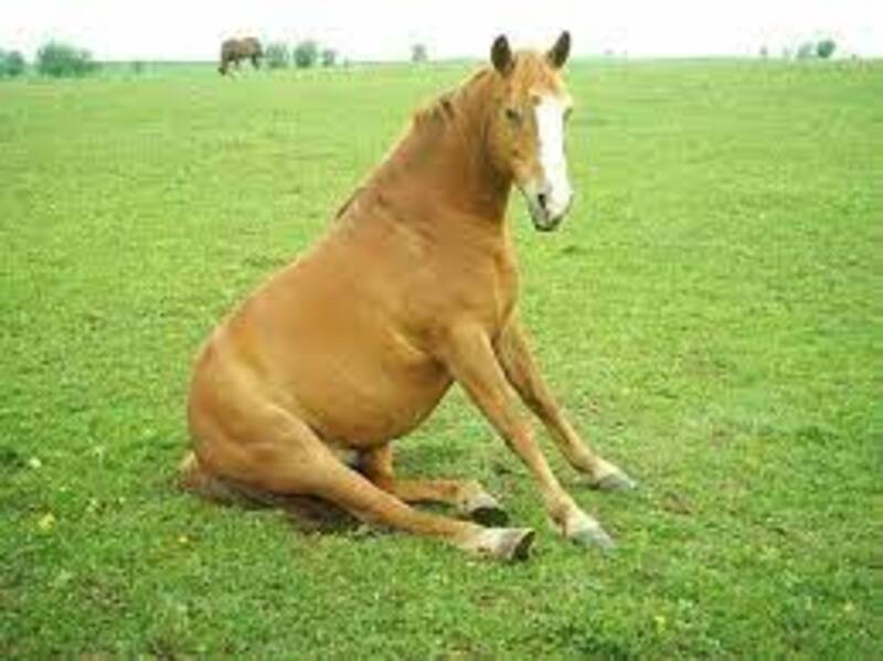 the-horse-is-tucking-her-hind-legs-underneath-her-what-is-the-meaning