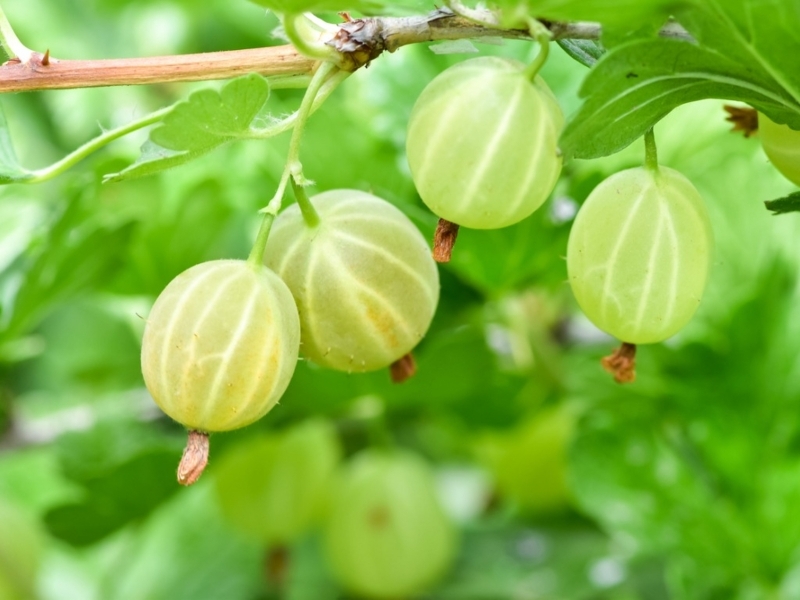 "gooseberry "是什么意思? -关于英语 (美国)(英文) | hinative