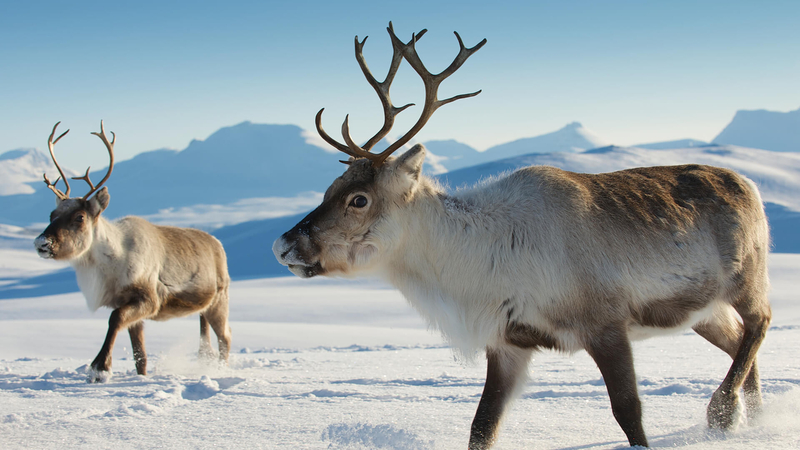 reindeer是什么意思