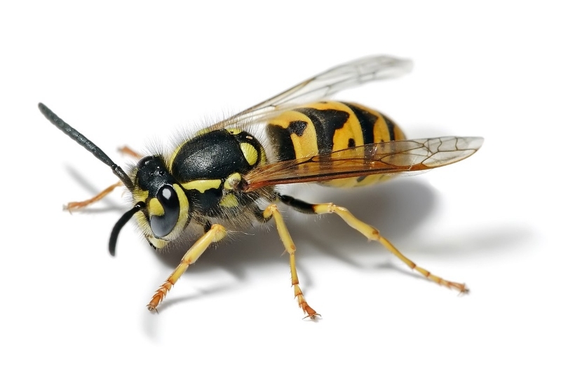 whats the difference between "bumblebee" and "wasp" and "yellow