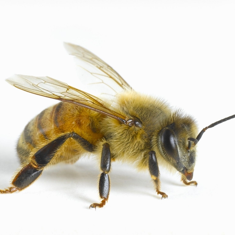 whats the difference between "bumblebee" and "wasp" and "yellow