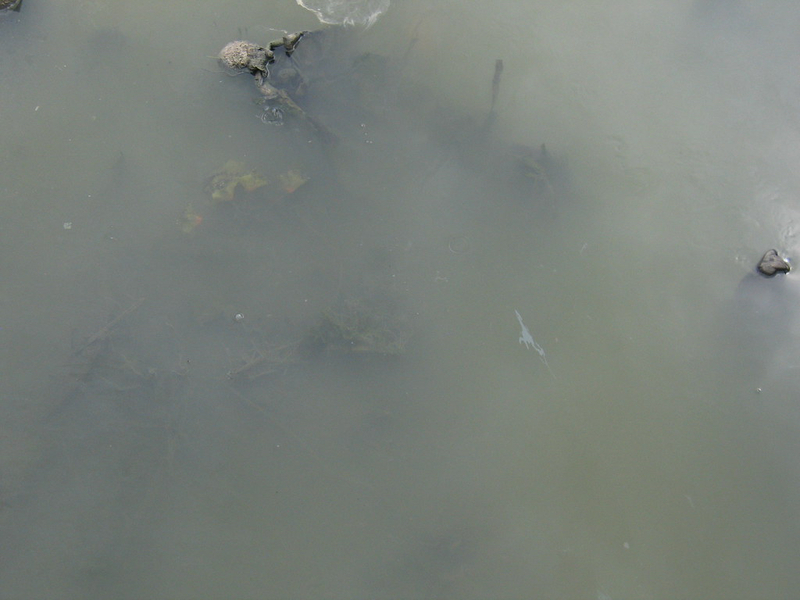 🆚What is the difference between "murky " and "cloudy " ? "murky " vs