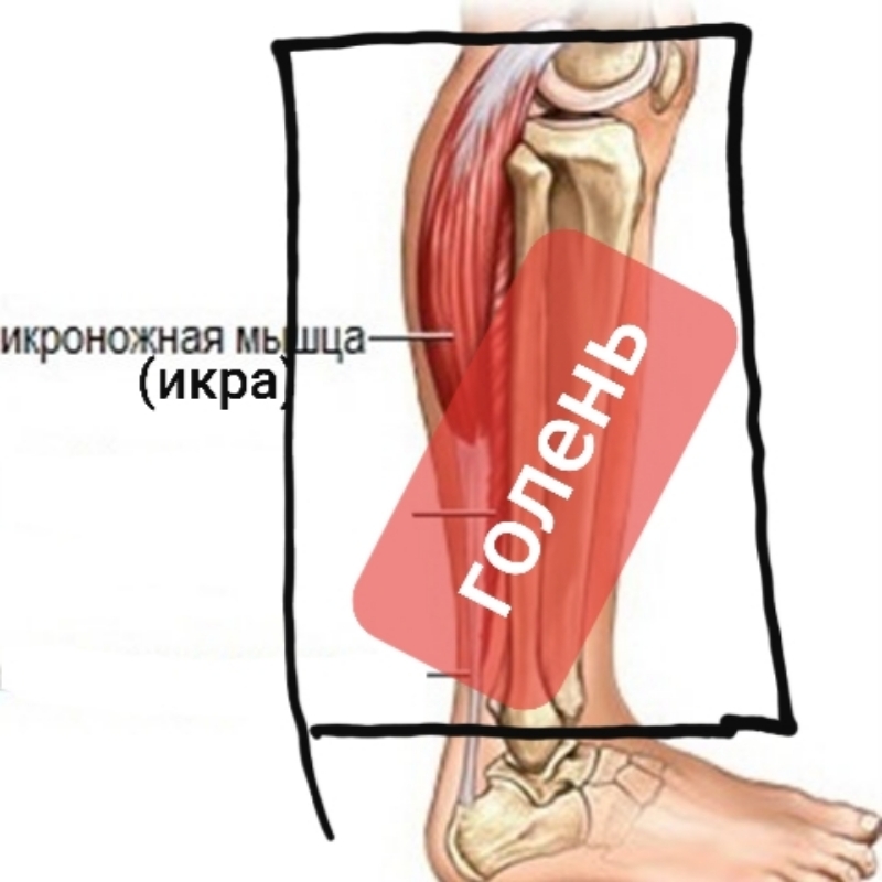 Рецепты из голени индейки с фото – как вкусно приготовить голень индейки