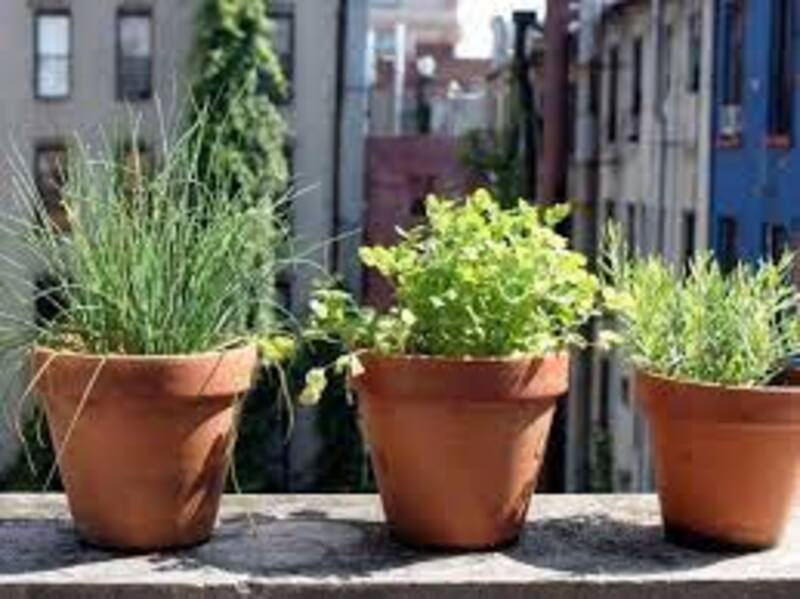 Please tell me the difference between “vase” and “pot”. HiNative