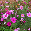 しばいたろか この言葉はどういう意味ですか どんな状況で使いますか しばいはその芝居ですか は 日本語 で何と言いますか Hinative