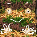 Что означает asf на английском