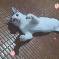 suồng sã nghĩa là gì